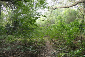 Ryewood Park